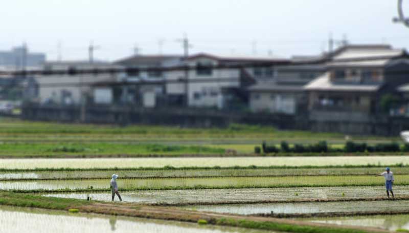 RiceField <span style="color: #ffffff;">A Japanese rice field in Nara Prefecture</span>